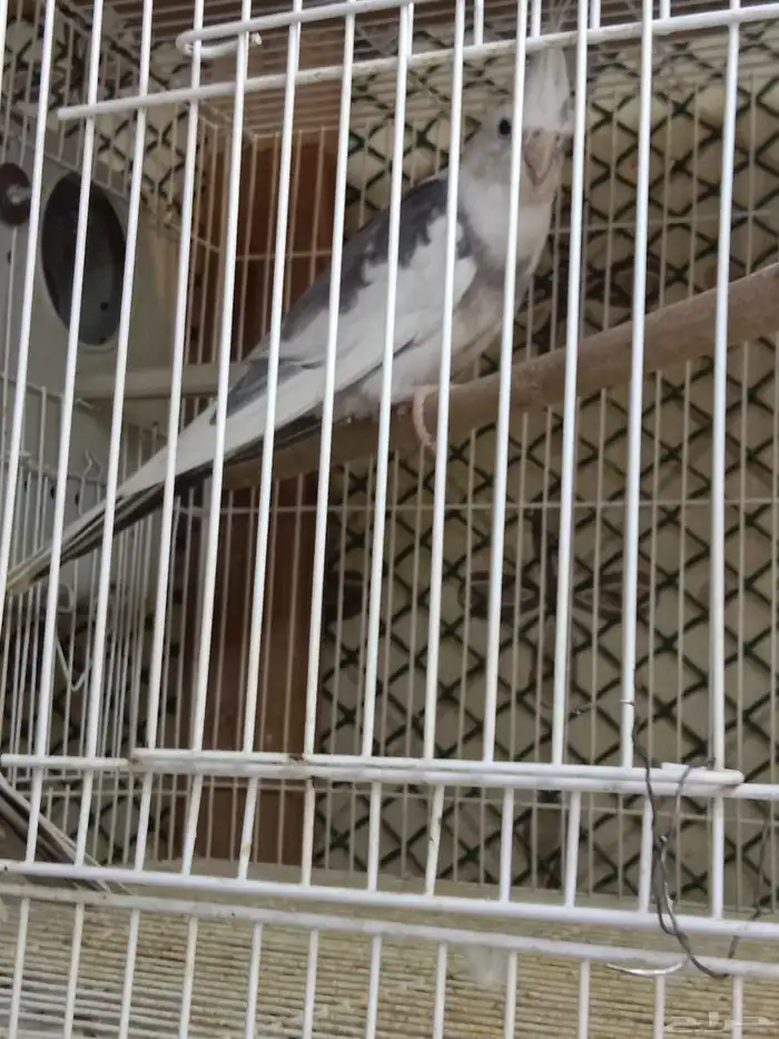 للبيع زوج كروان هولندي لون مميز الأنثى طفرة 7