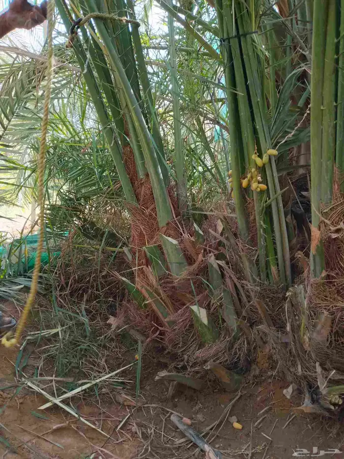 نخل فسائل ونقايل وجثايث 3