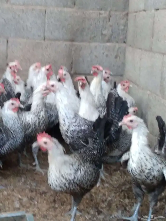 دجاج فيومى بياض 0