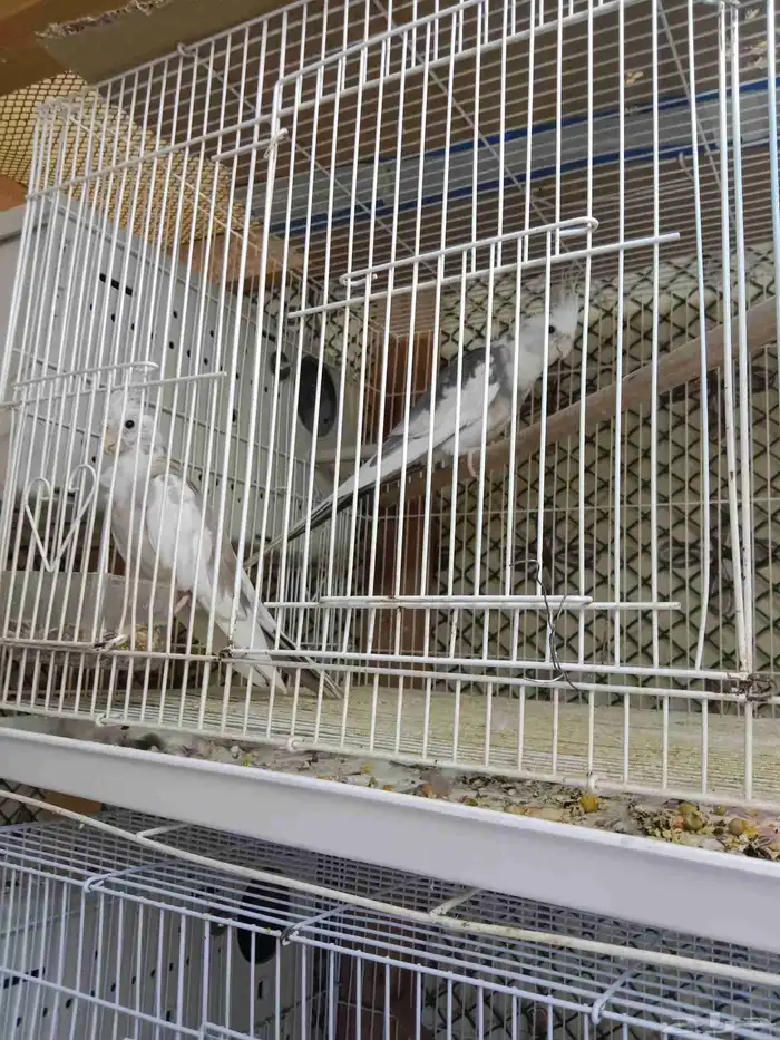 للبيع زوج كروان هولندي لون مميز الأنثى طفرة 9