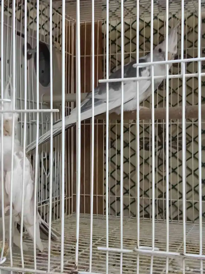 للبيع زوج كروان هولندي لون مميز الأنثى طفرة 4