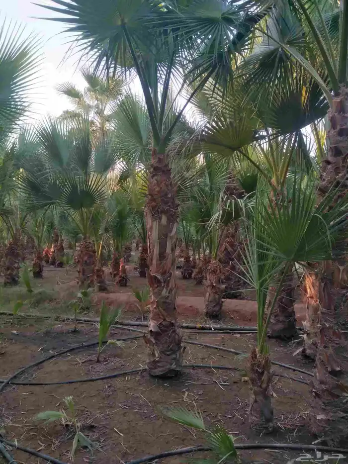 نخل مثمر فاخر نخل واشنطني زينه صقعي مجدول نبوت سلطان خلاص 4