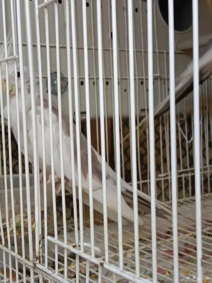 للبيع زوج كروان هولندي لون مميز الأنثى طفرة 8