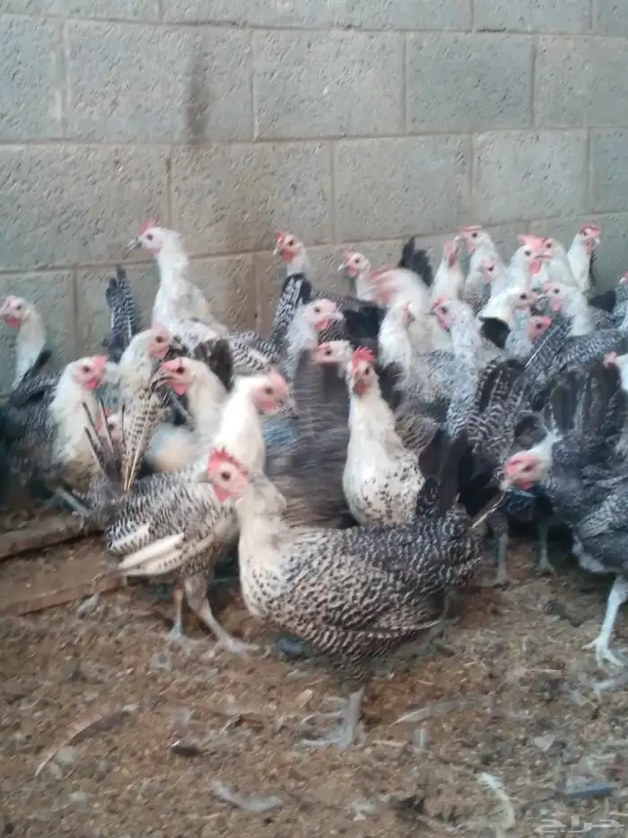 دجاج فيومى بياض 1