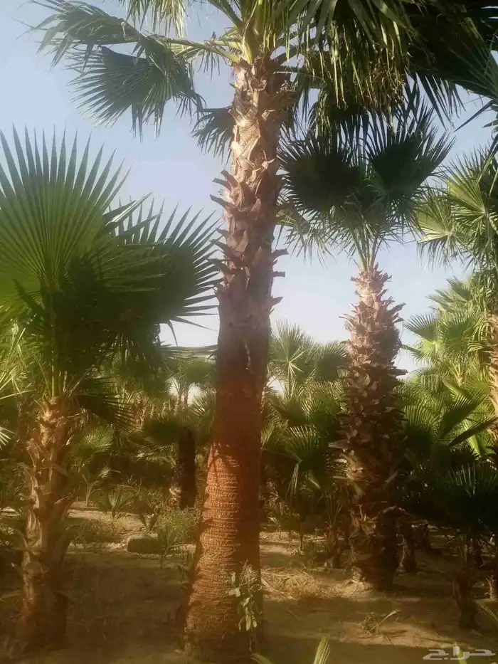 زرعه نخيل واشنطني واشجار 4