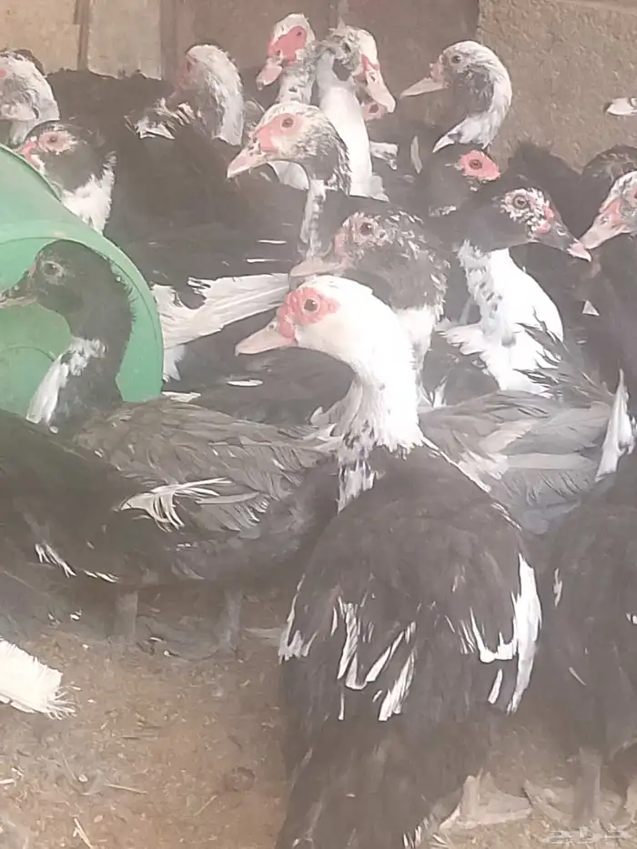 بط مسكوفي زكور واناث 1