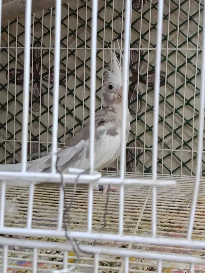 للبيع زوج كروان هولندي لون مميز الأنثى طفرة 0