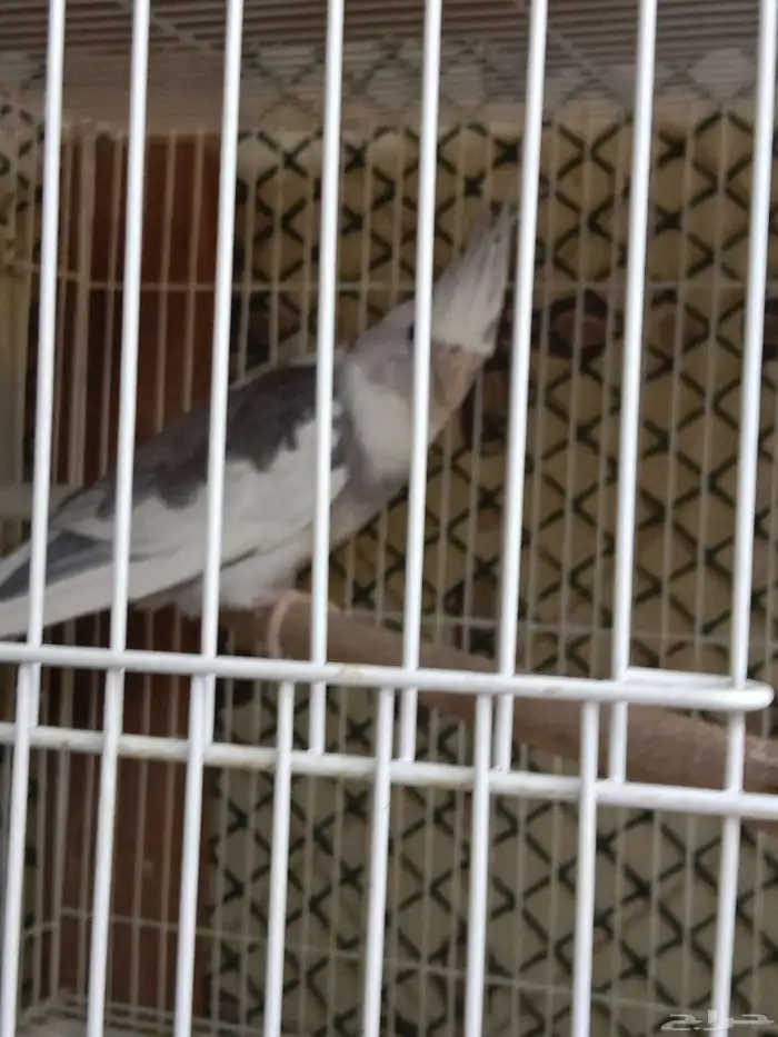 للبيع زوج كروان هولندي لون مميز الأنثى طفرة 3