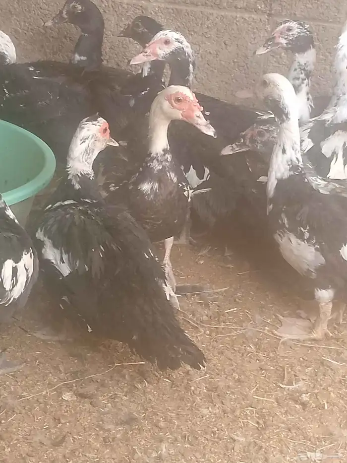 بط مسكوفي زكور واناث 4