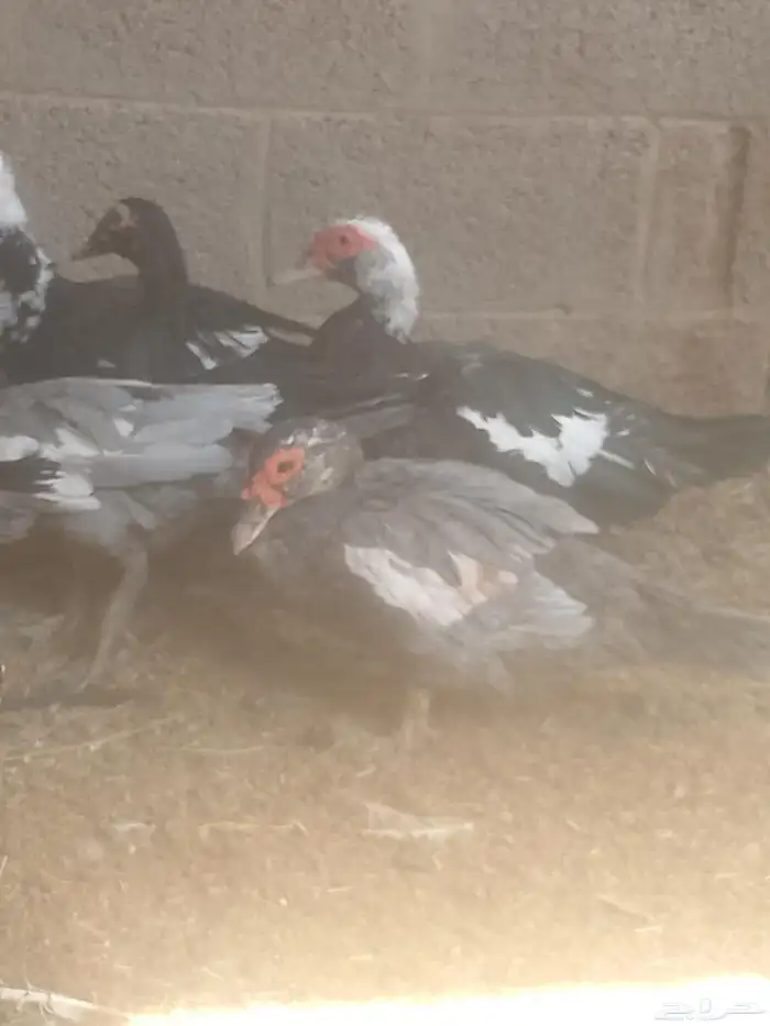 بط مسكوفي زكور واناث 5