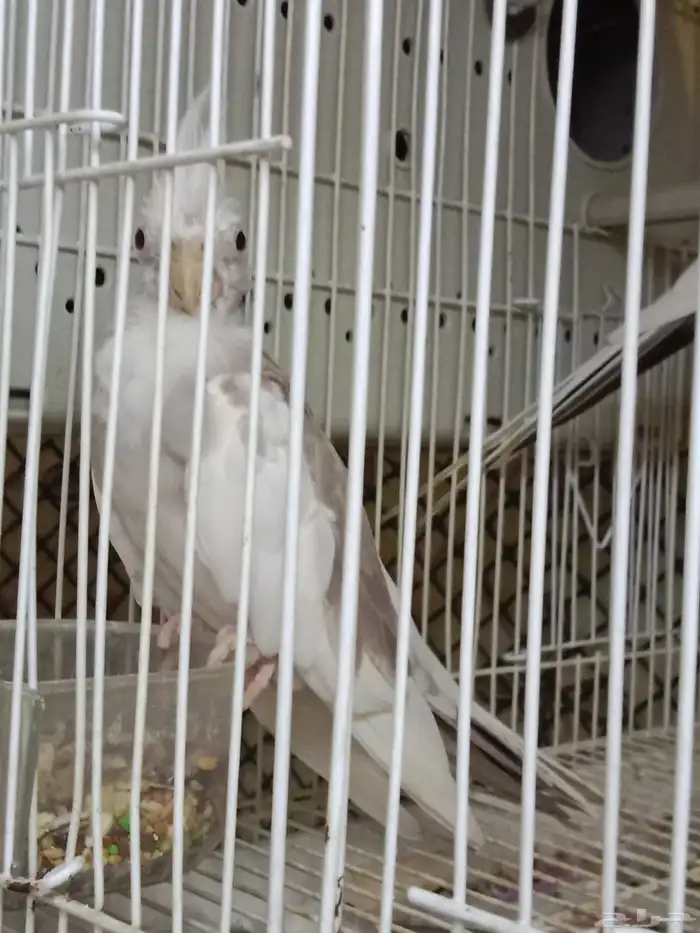 للبيع زوج كروان هولندي لون مميز الأنثى طفرة 2