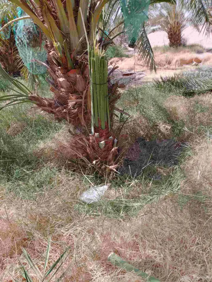 نخل فسائل ونقايل وجثايث 2