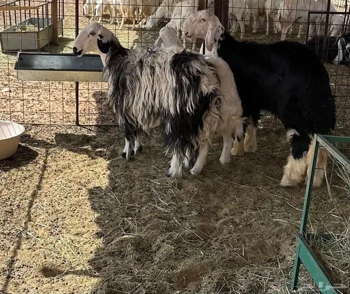 ثنيه وخروف نعيمي وبهم حري طيب 0