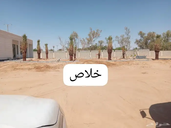 نخل اللبيع 1