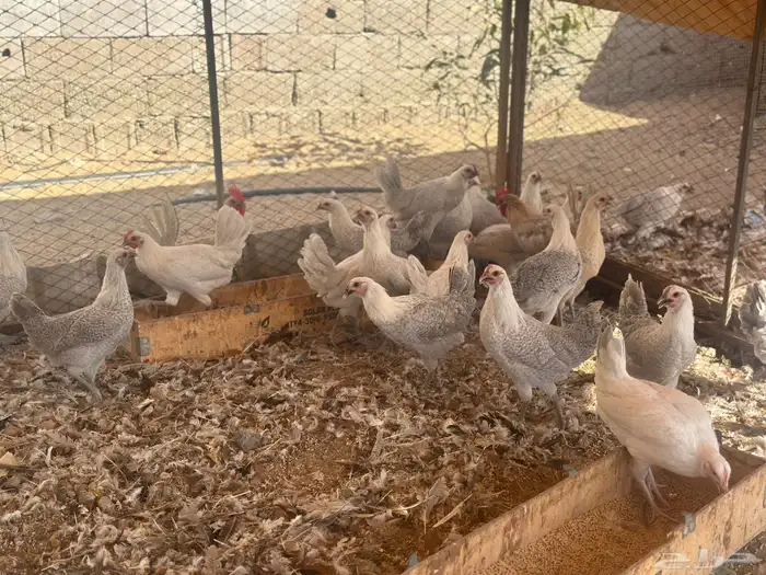 دجاج وديوك فيومي المنيوم سلالة صافيه ( جملة وتفريد) 1