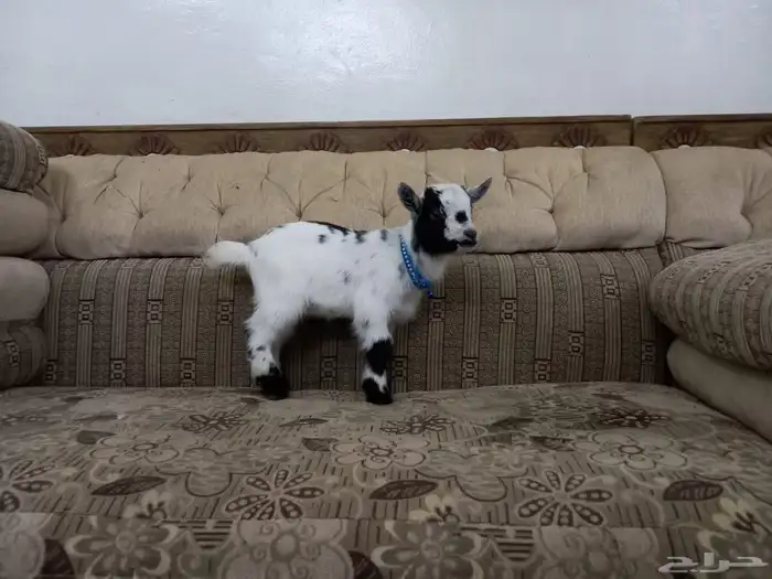 ماعز قزمي 3