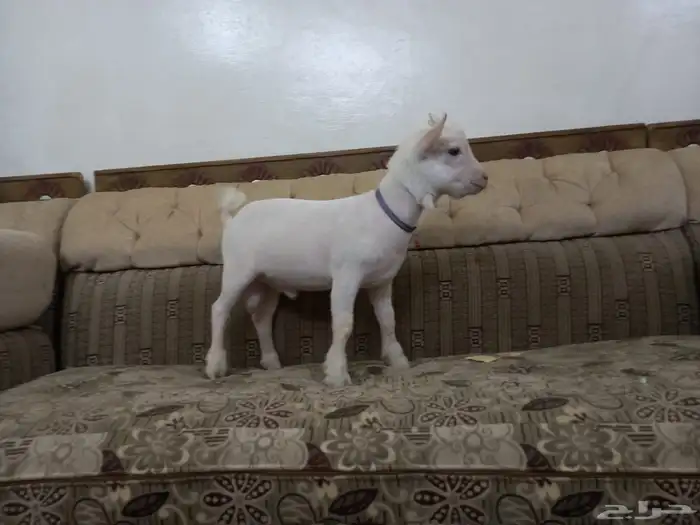 ماعز قزمي 5