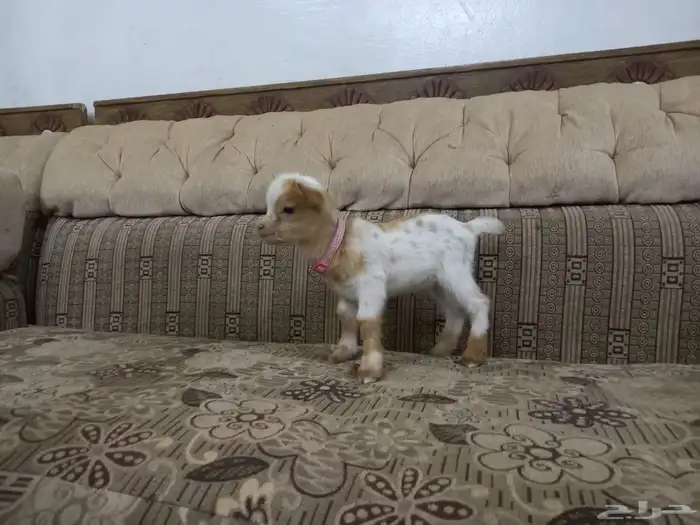 ماعز قزمي 2
