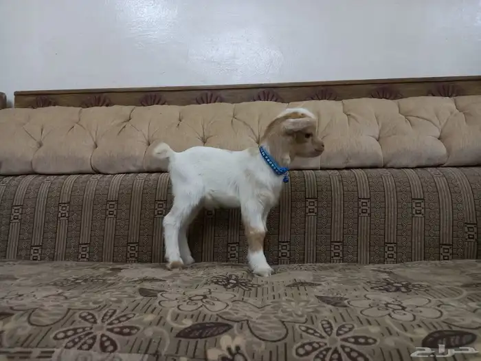 ماعز قزمي 1