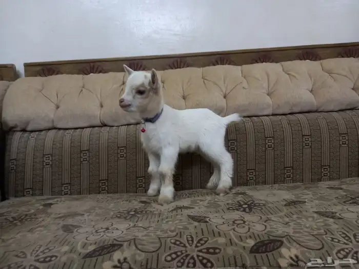 ماعز قزمي 6