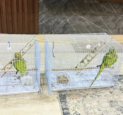 ببغاء دره نيبالي 0