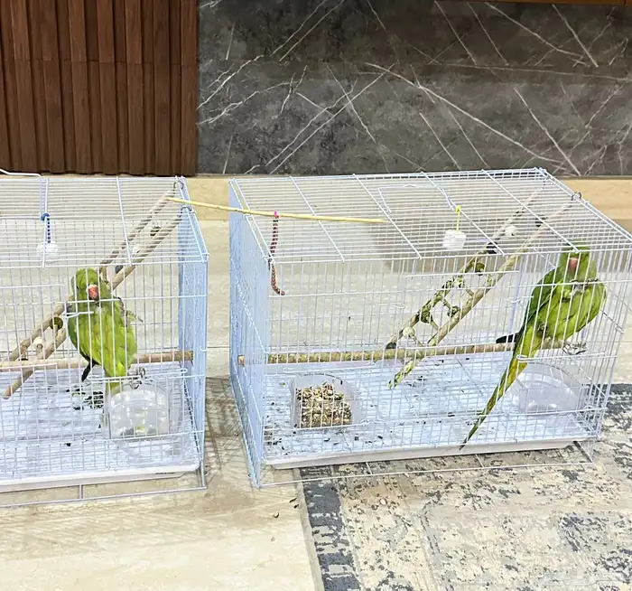 ببغاء دره نيبالي 0