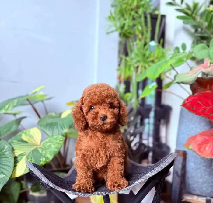 متوفر جراء بودل  mini poodle 0