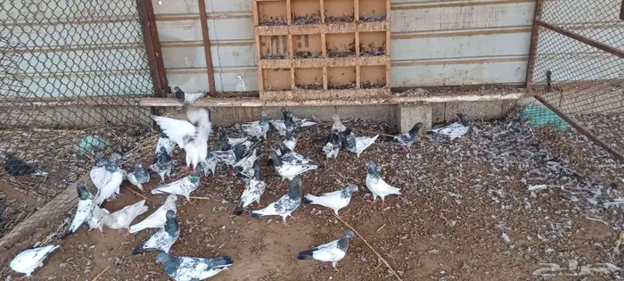حمام باكستاني 1
