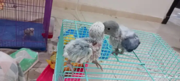 للبيع فرخين روز غر ألوان روعه 2