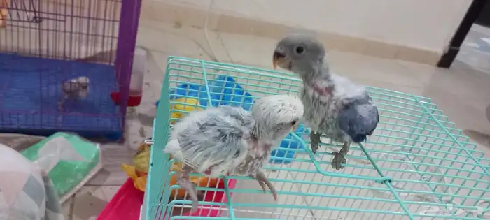 للبيع فرخين روز غر ألوان روعه 3