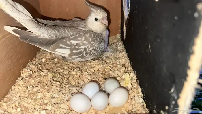 طيور الكراون 4 مع قفصين 5