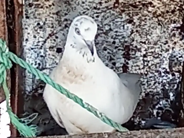 حمام باكستاني للبيع 5