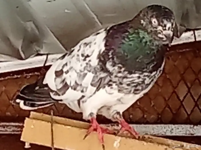 حمام باكستاني للبيع 0
