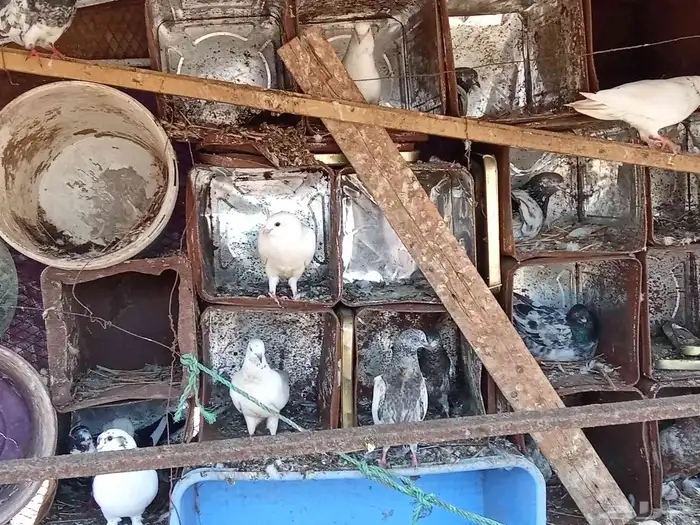 حمام باكستاني للبيع 8