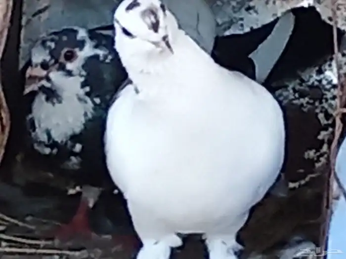 حمام باكستاني للبيع 3