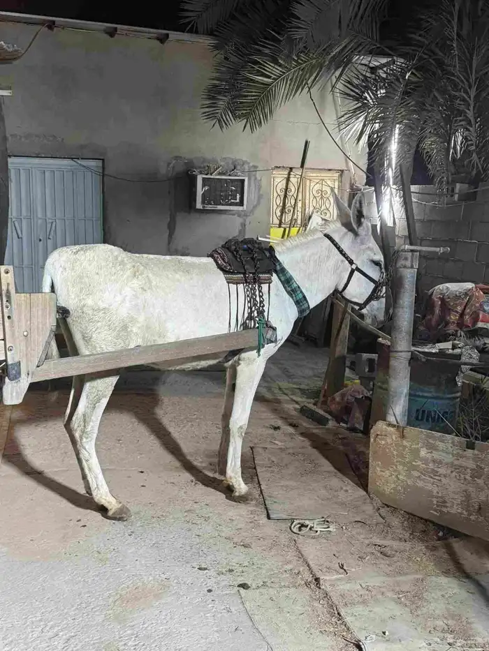 حماره حساويه اصيله للبيع اعزكم الله 0
