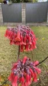 شتلات زينه الاجراس 0