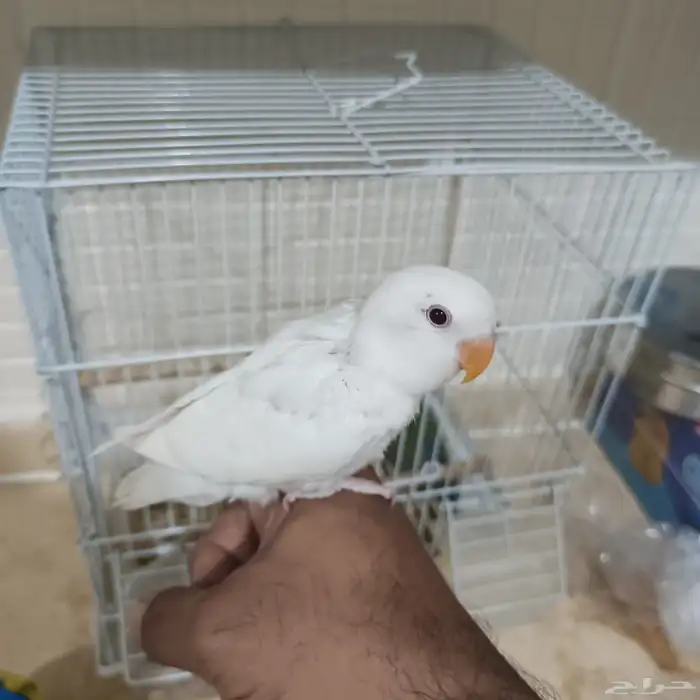 فروخ روز مفطومه غير اليفه 1