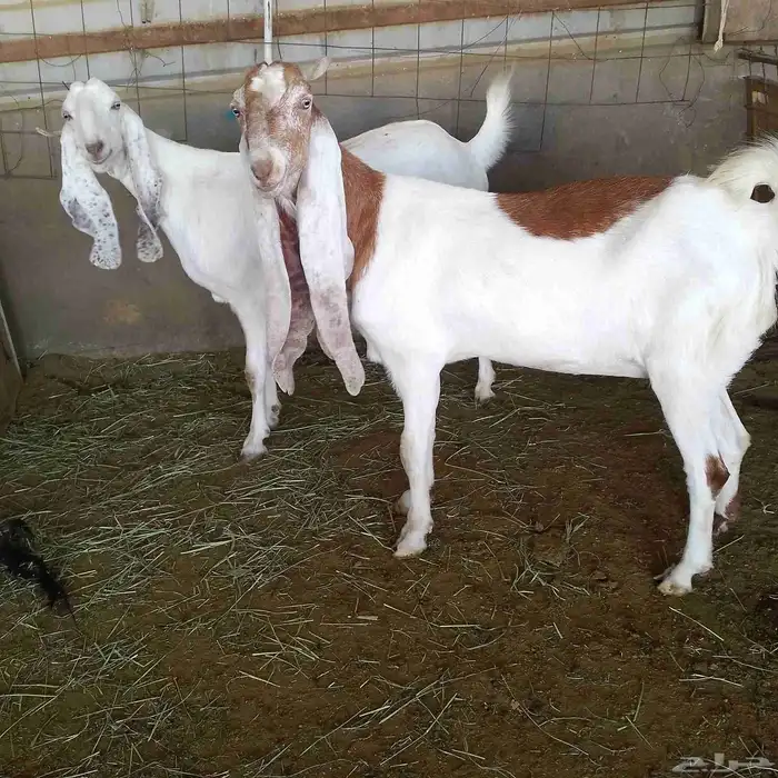 اعرض لكم معزه هولنديات صنف فاخر من الدرجه الاولى دفيع سونار 0