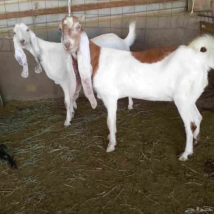 اعرض لكم معزه هولنديات صنف فاخر من الدرجه الاولى دفيع سونار 2