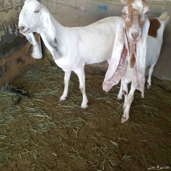اعرض لكم معزه هولنديات صنف فاخر من الدرجه الاولى دفيع سونار 8