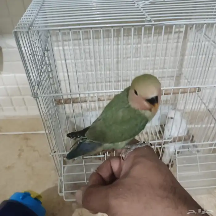 فروخ روز مفطومه غير اليفه 2