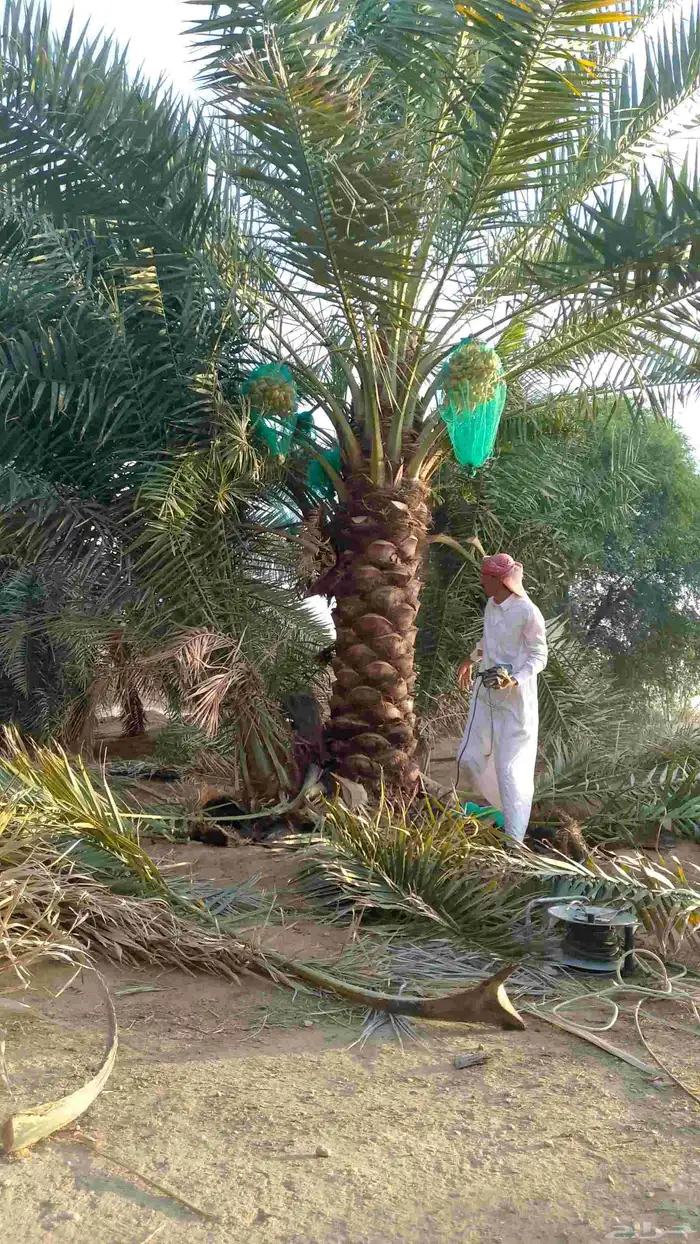 نخل للبيع نجران عسير 3