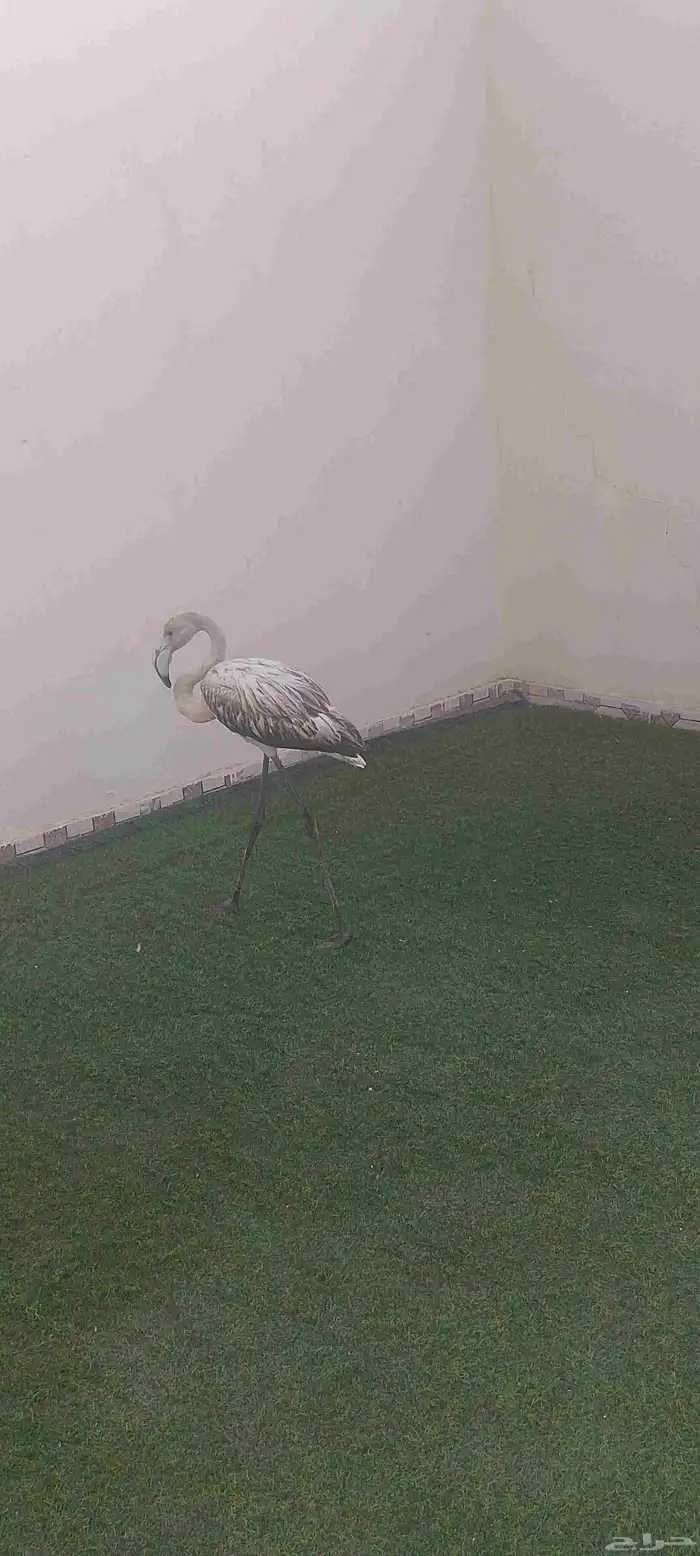طير الاثرياء. فلامنقو 1