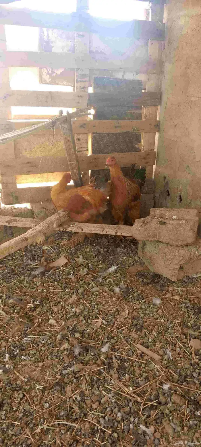 ديوك ثلاث انواع 1