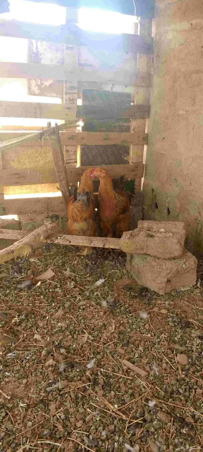 ديوك ثلاث انواع 0