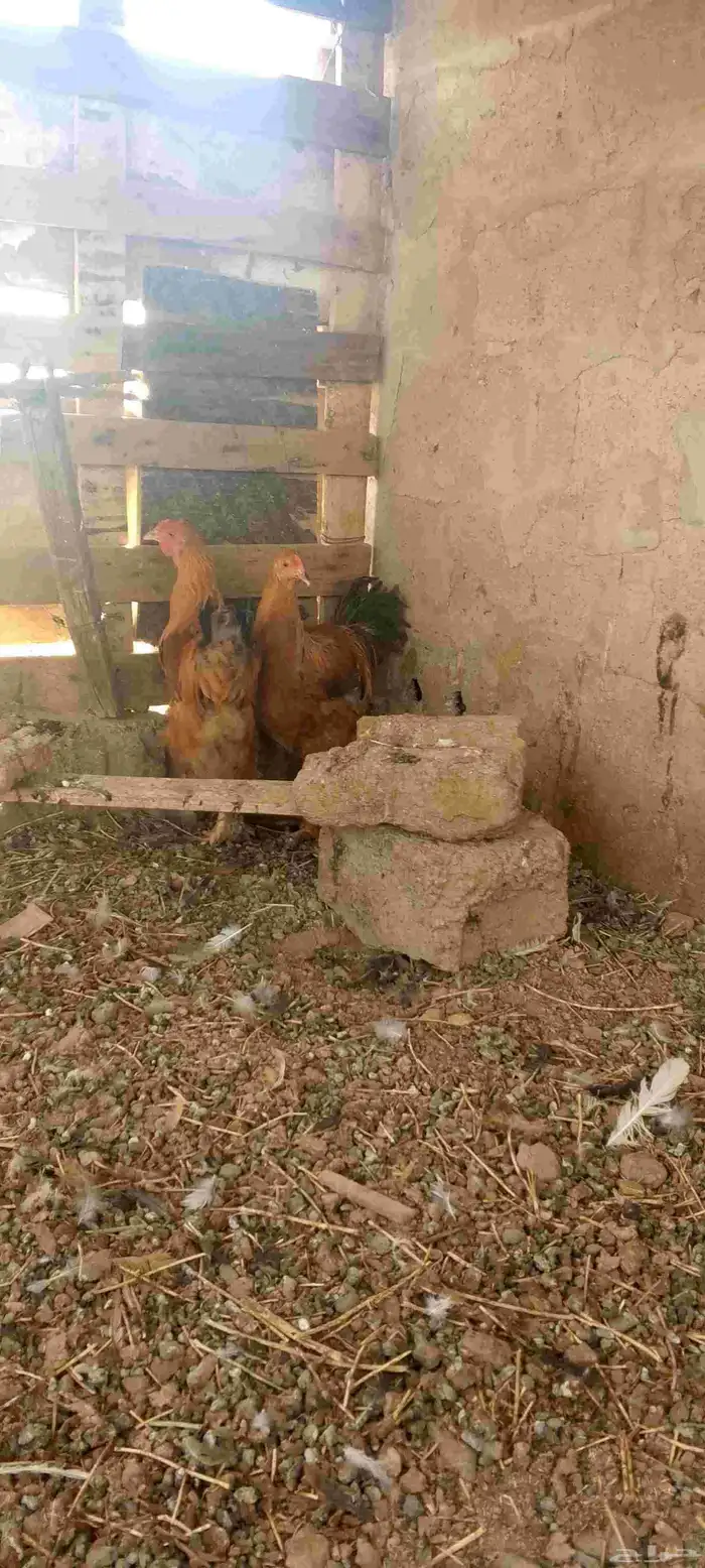 ديوك ثلاث انواع 4