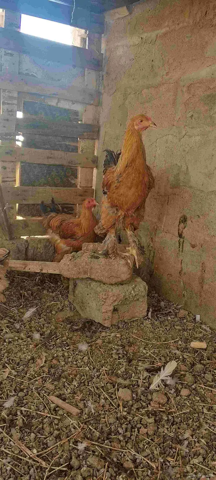 ديوك ثلاث انواع 3
