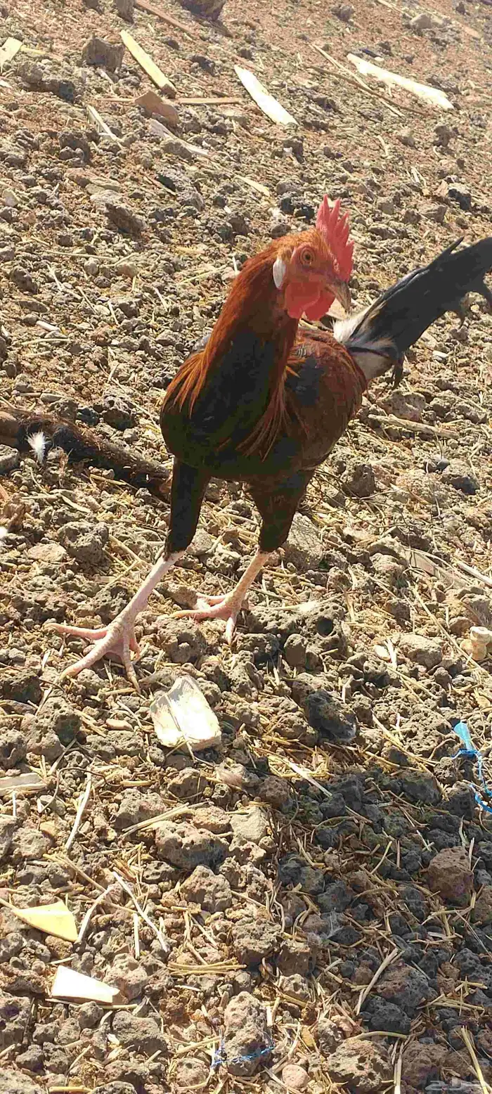 ديوك ثلاث انواع 8