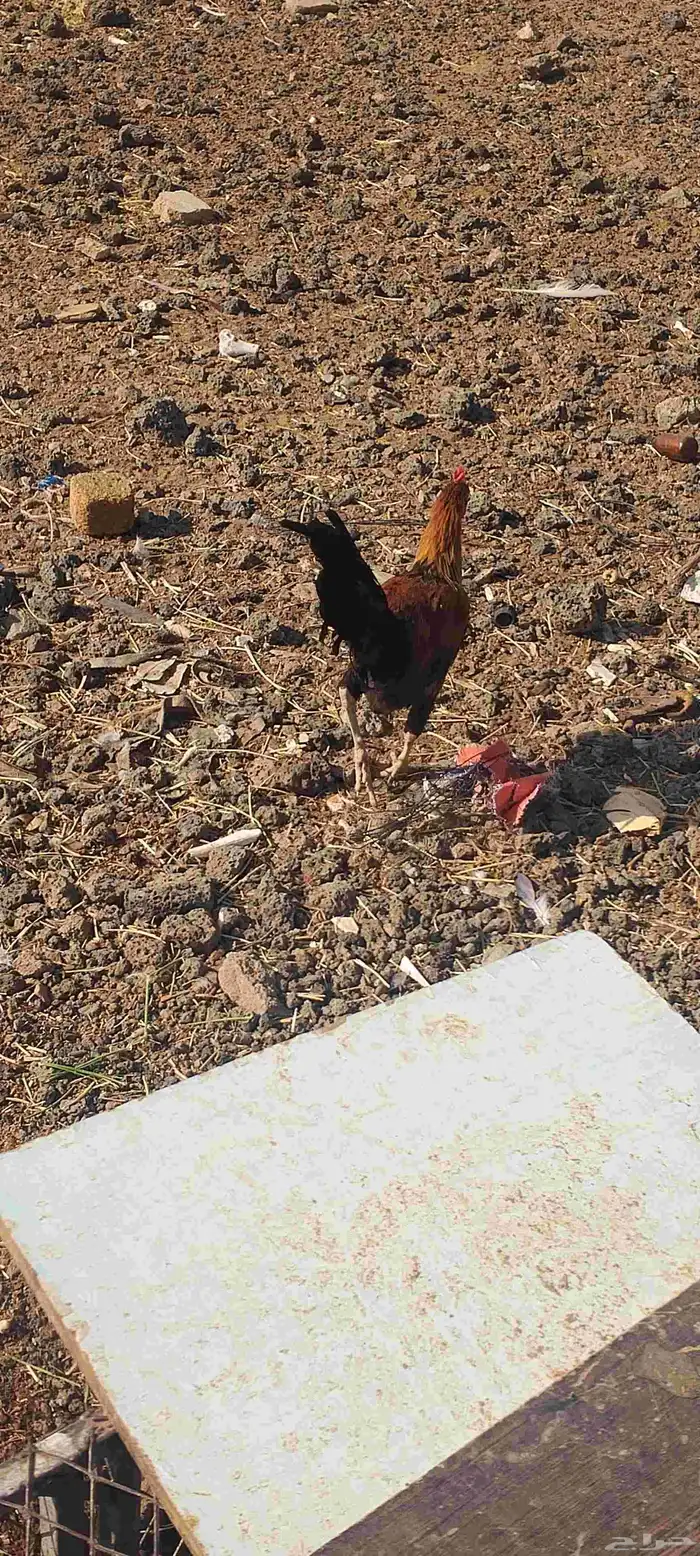 ديوك ثلاث انواع 12